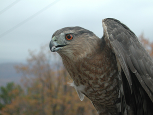 haggard coopers hawk